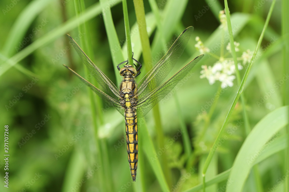 A beautiful Black-tailed Skimmer, Dragonfly, Orthetrum cancellatum, perching on a blade of grass.