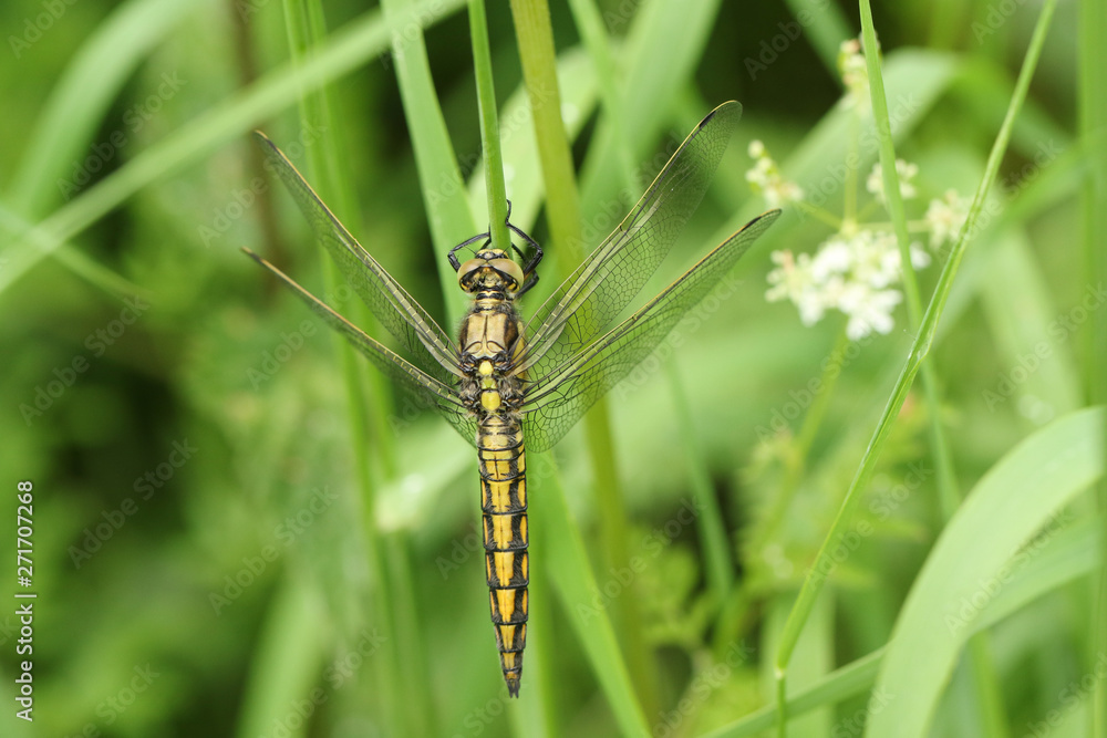 A beautiful Black-tailed Skimmer, Dragonfly, Orthetrum cancellatum, perching on a blade of grass. A beautiful Black-tailed Skimmer, Dragonfly, Orthetrum cancellatum, perching on a blade of grass.