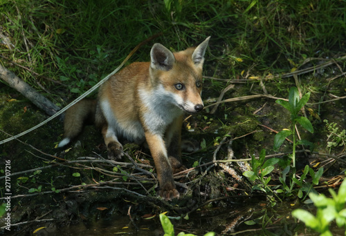 A cute wild Red Fox cub, Vulpes vulpes, sitting at the edge of a river where it has been having a drink. 