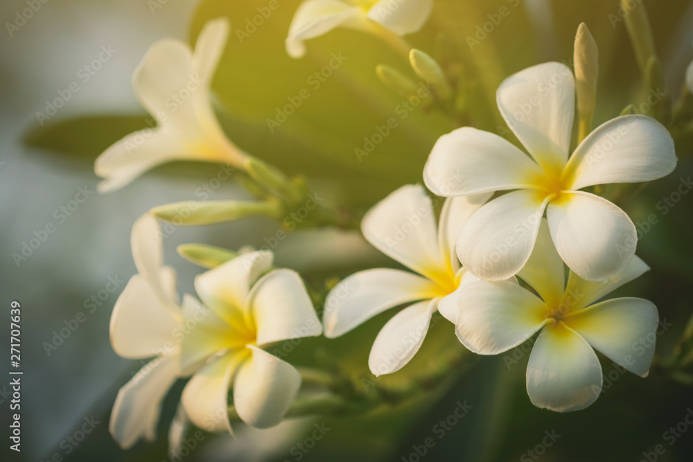 Plumeria flowers and evening light in the park