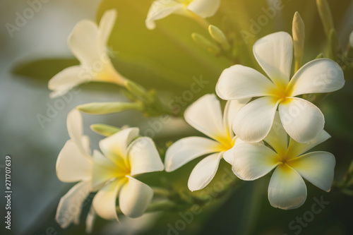 Plumeria flowers and evening light in the park