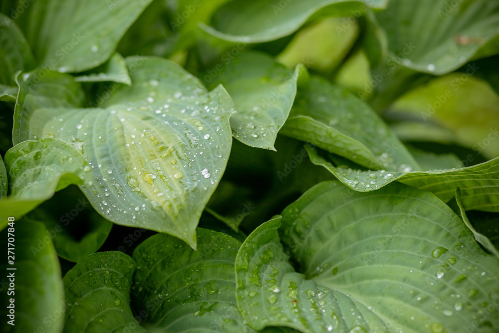 Tropical concept, green background. Plant host after the rain, drops of water on large leaves.Selective focus. Ecology concept. Green leaves texture. Rainy weather Tropical concept, green background. Plant host after the rain, drops of water on large leaves.Selective focus. Ecology concept. Green leaves texture. Rainy weather