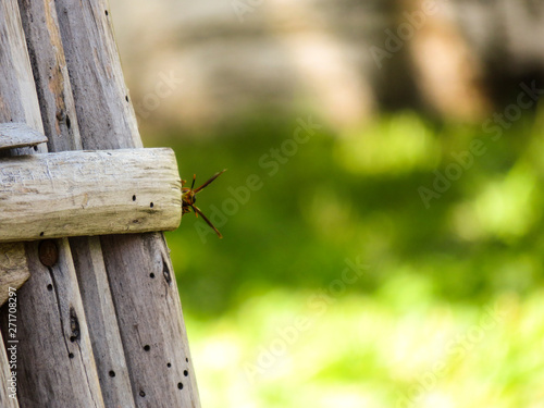 wasp on chair
