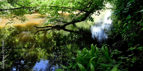  bord de rivière du Ciron