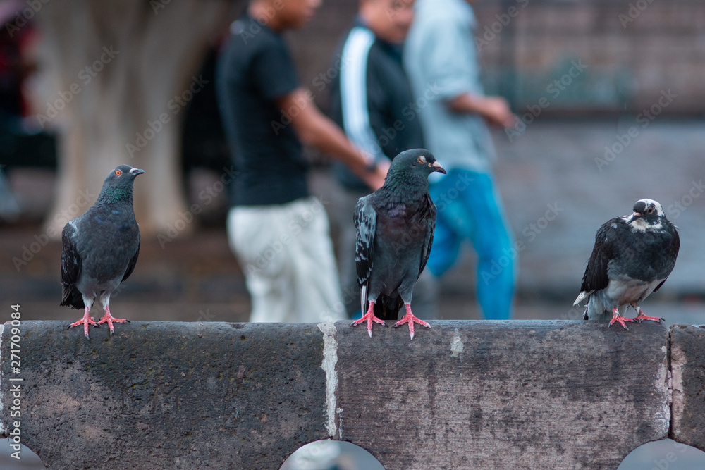 Fototapeta premium pigeons on the street