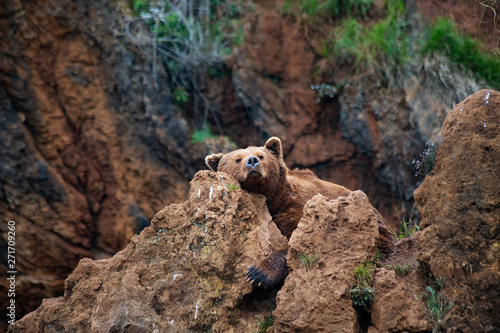  bear asleep on a rock