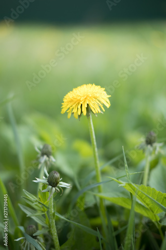 Yellow dandelion flowers. Dandelions field background on spring sunny day. Blooming dandelion.