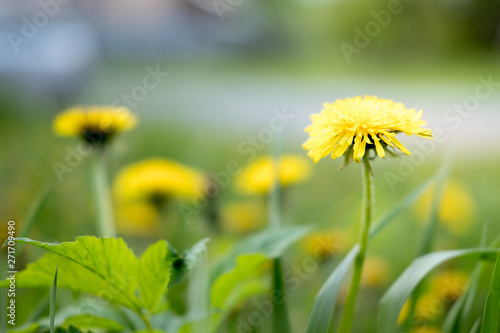 Yellow dandelion flowers. Dandelions field background on spring sunny day. Blooming dandelion.