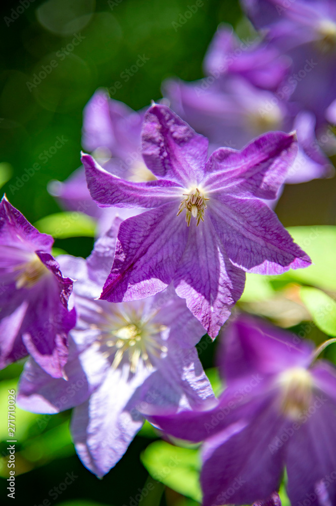 ビチセラ系クレマチス ソリナの花 Stock 写真 Adobe Stock