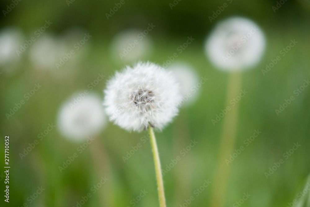 Fluffy dandelions glow in nature on a meadow. Beautiful dandelion flowers in spring in a field close-up in the golden rays of the sun Fluffy dandelions glow in nature on a meadow. Beautiful dandelion flowers in spring in a field close-up in the golden rays of the sun