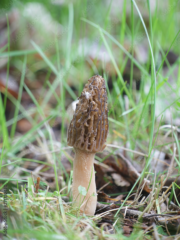 Morchella elata, an edible fungus known as black morel, growing wild in Finland Morchella elata, an edible fungus known as black morel, growing wild in Finland