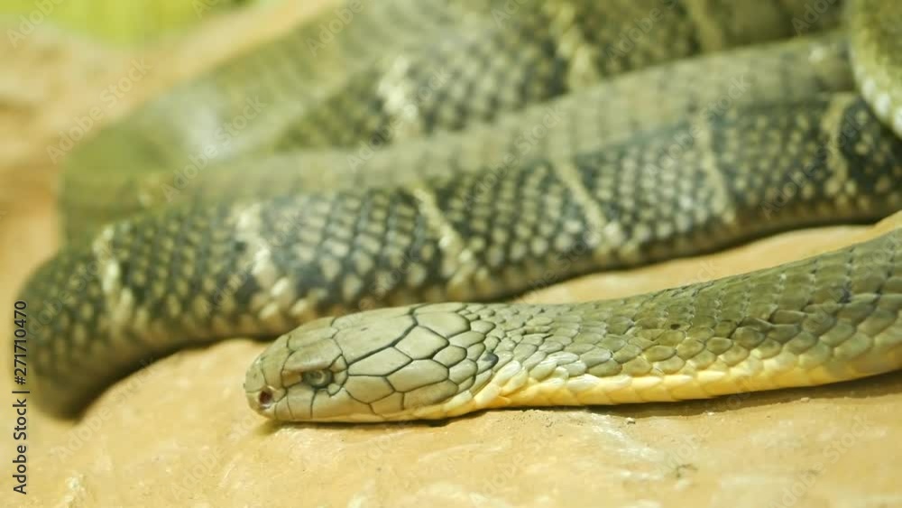 Majestic poisonous snake with light striped skin. Beautiful Monocled king cobra on rock in terrarium cage. Majestic poisonous snake with light striped skin. Beautiful Monocled king cobra on rock in terrarium cage.