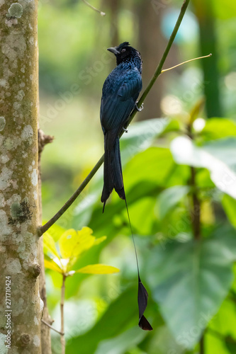 Greater Racket-tailed Drongo (Dicrurus paradiseus) race "paradiseus". Munnar, Kerala, India