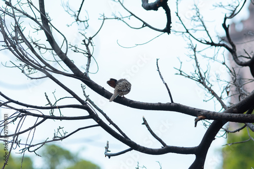 pigeons on the branch 