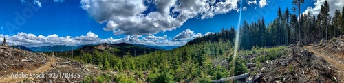 Washington Forest