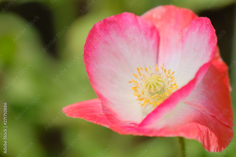 colorful poppy flower in summer colorful poppy flower in summer