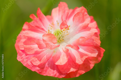colorful poppy flower in summer