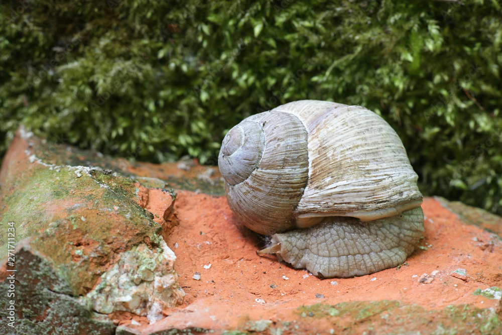 Φωτογραφία Helix pomatia, commonly known as the Roman snail, Burgundy snail, edible snail o
