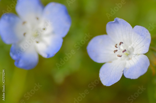 nemophila flower in field