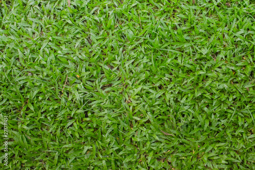 The surface of the green grass