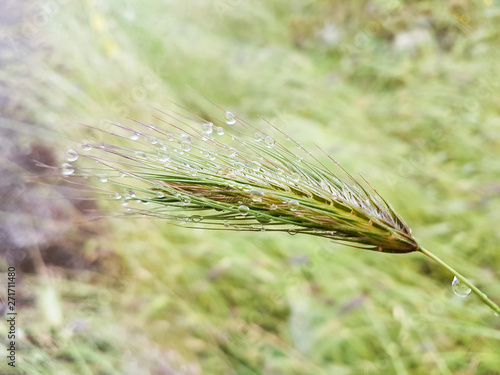 rain water drops spikes meadow nature background photo