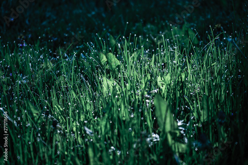 Drops of dew on the grass at night with moonlight. Grass with drops in blue toning