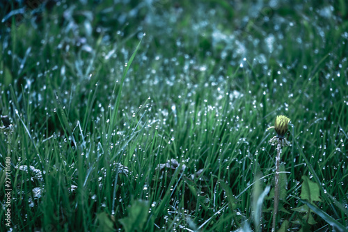 Drops of dew on the grass at night with moonlight. Grass with drops in blue toning