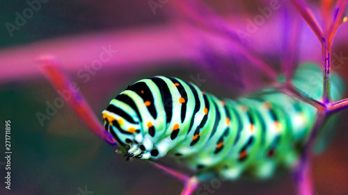 Beautiful colorful caterpillar on a leaf in the ultraviolet light