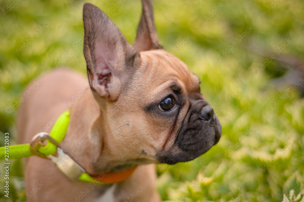 Small french buldog puppy walks among green grass  at the outdoor