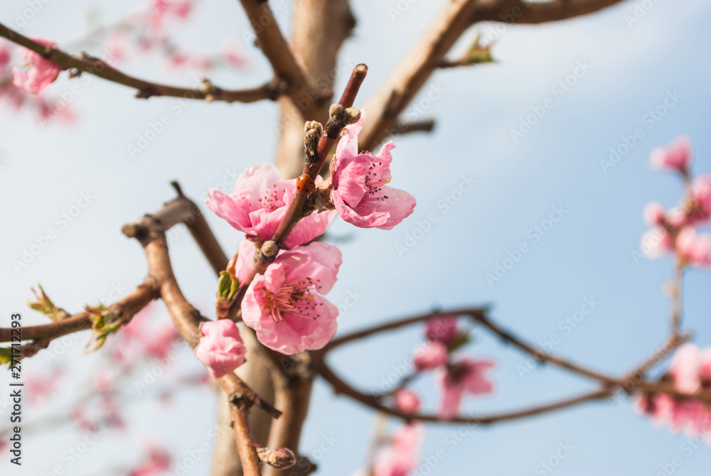 Beautiful cherry blossom sakura in spring time over blue sky. Beautiful cherry blossom sakura in spring time over blue sky.