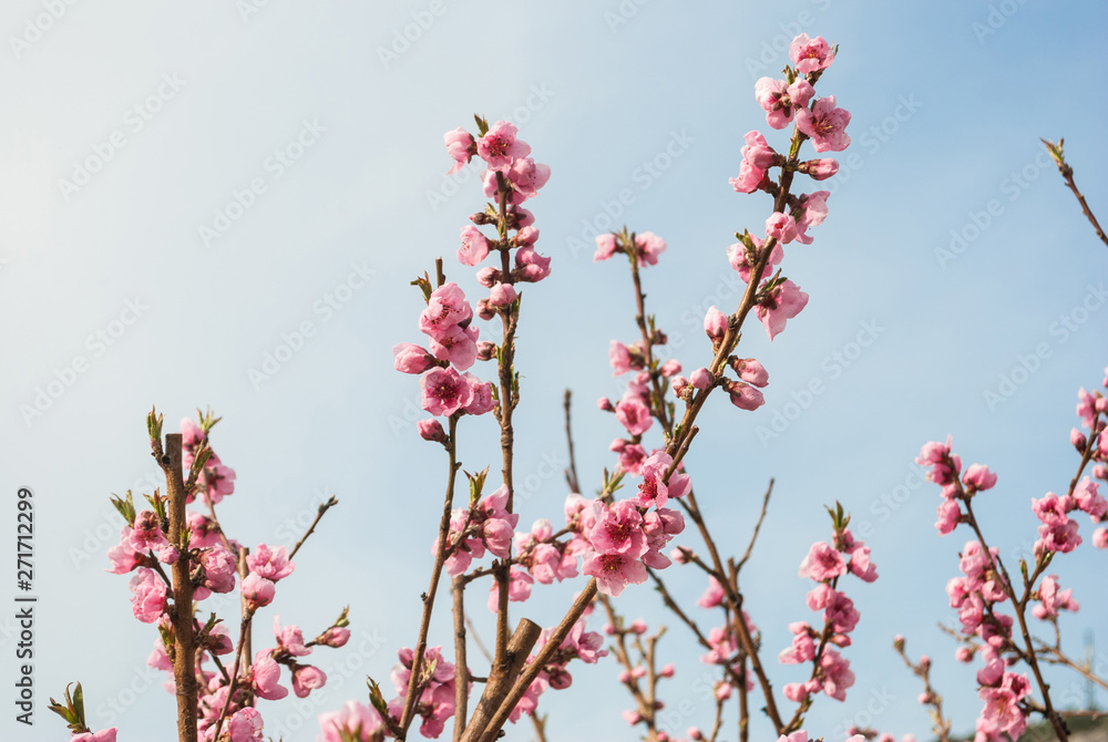 Beautiful cherry blossom sakura in spring time over blue sky. Beautiful cherry blossom sakura in spring time over blue sky.