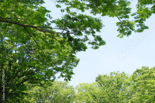 green leaves and blue sky