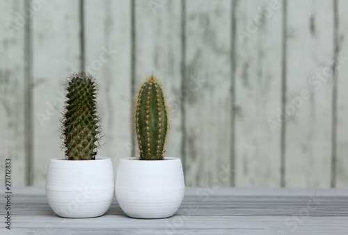 Succulents of aloe havortia cacti in white pots on a table on a wooden background. Home plants. photo