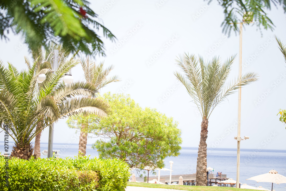Palm trees on blue sky summer background