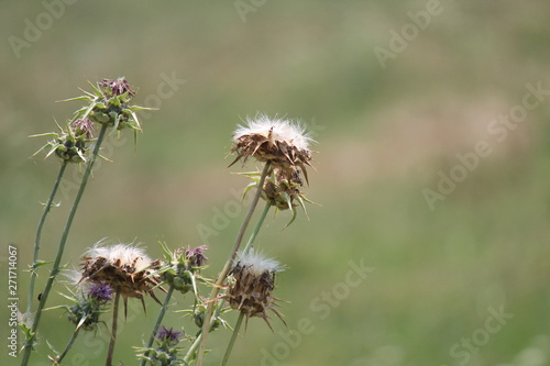 wild plant beautiful garden flowers  summer flower background 