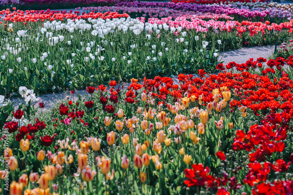 Multicolored tulips. A beautiful bouquet of tulips. Colorful tulips. Tulips in the spring.