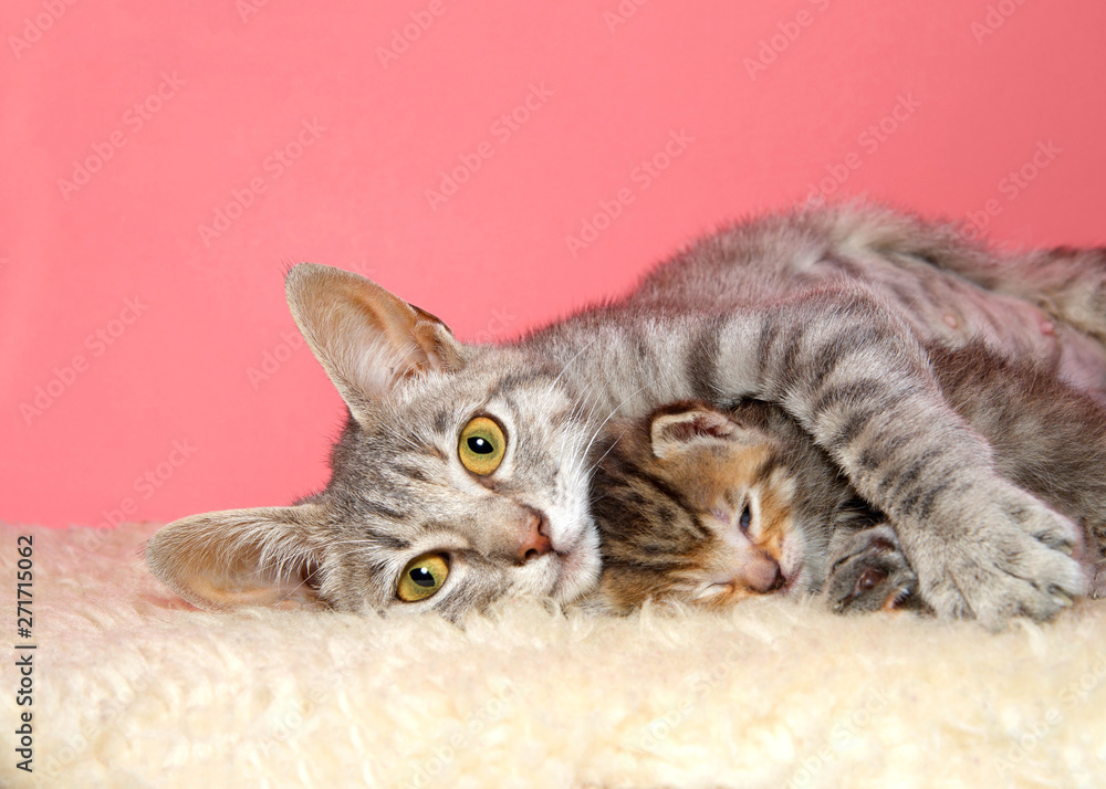 Portrait of a beautiful mother tabby cat laying with single baby between her arms, looking directly at viewer. Content.