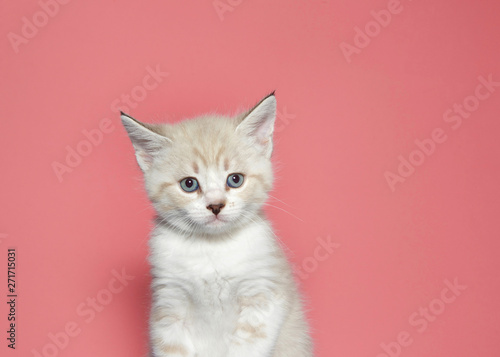 Portrait of a cream colored muted tabby kitten looking at viewer with skeptical expression. pink background