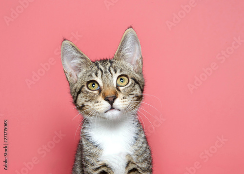 Fototapeta Naklejka Na Ścianę i Meble -  Portrait of an adorable tan black and white tabby kitten looking slightly up above viewer with curious expression. Pink background with copy space.