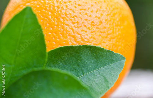 fresh orange fruit and a green leaves