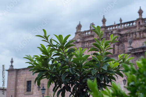 leaf with drops of water and colonial building background