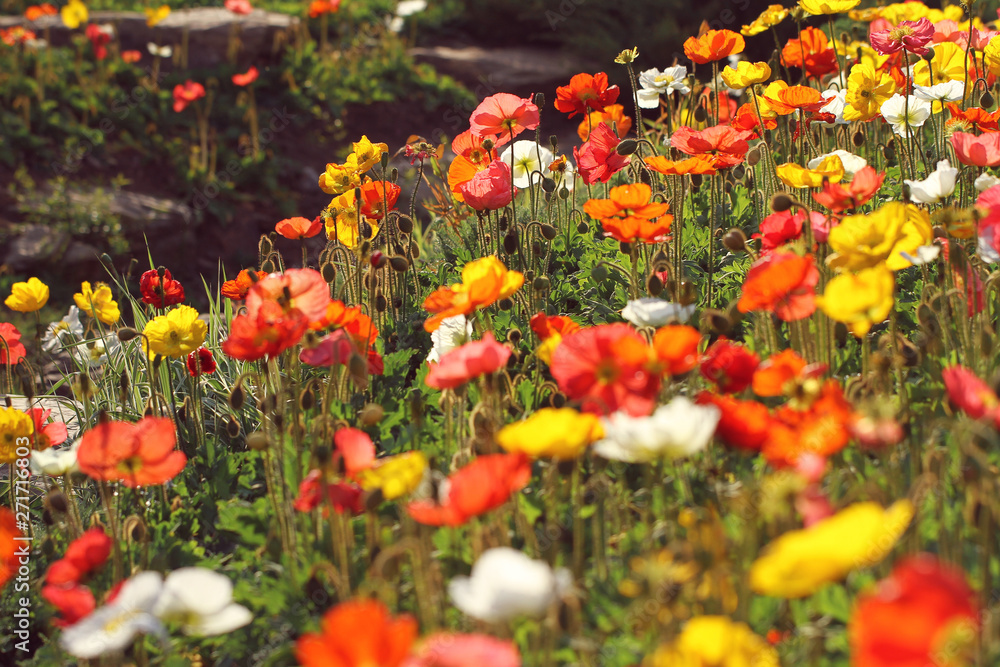 field of colorful flowers
