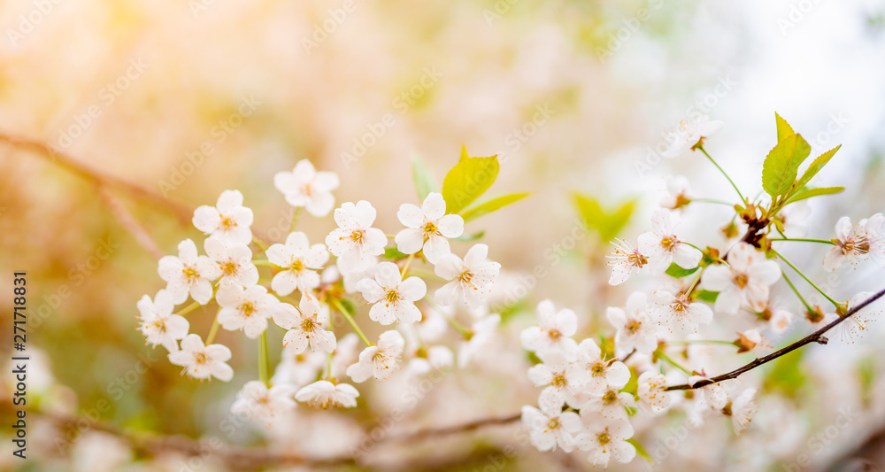 Image of white lilac on defocused background