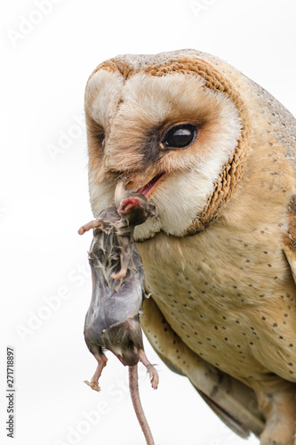 Fototapeta Naklejka Na Ścianę i Meble -  A close up image of a melanistic barn owl with a mouse in its beak. Isolated against a white background