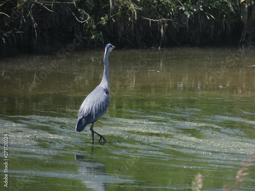 Ave en el rio, con sus largas patas, esperando que pase un pececillo para pescarlo y comerlo © Jorge