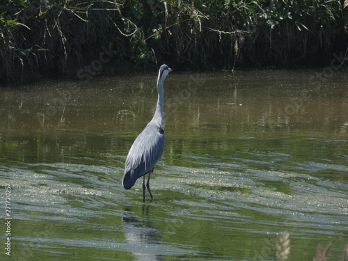 Ave en el rio, con sus largas patas, esperando que pase un pececillo para pescarlo y comerlo © Jorge