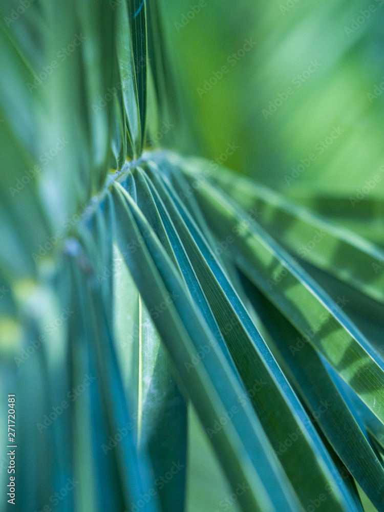 Close up of a palm tree Close up of a palm tree