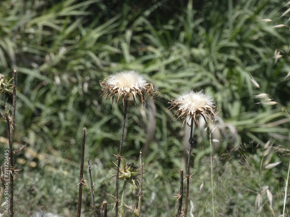 Flores de cardo en primavera, preparada para diseminar sus semillas y reproducirse Flores de cardo en primavera, preparada para diseminar sus semillas y reproducirse