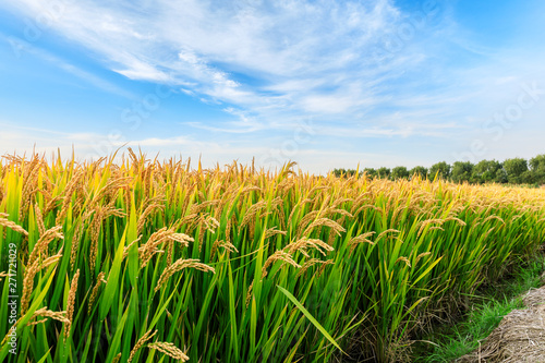 Ripe rice field and sky landscape on the farm