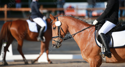 Slika na platnu Dressage horse in close-up in a dressage competition in a square